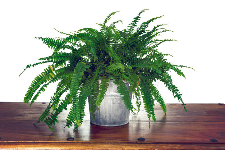 Boston fern - Nephrolepis exaltata